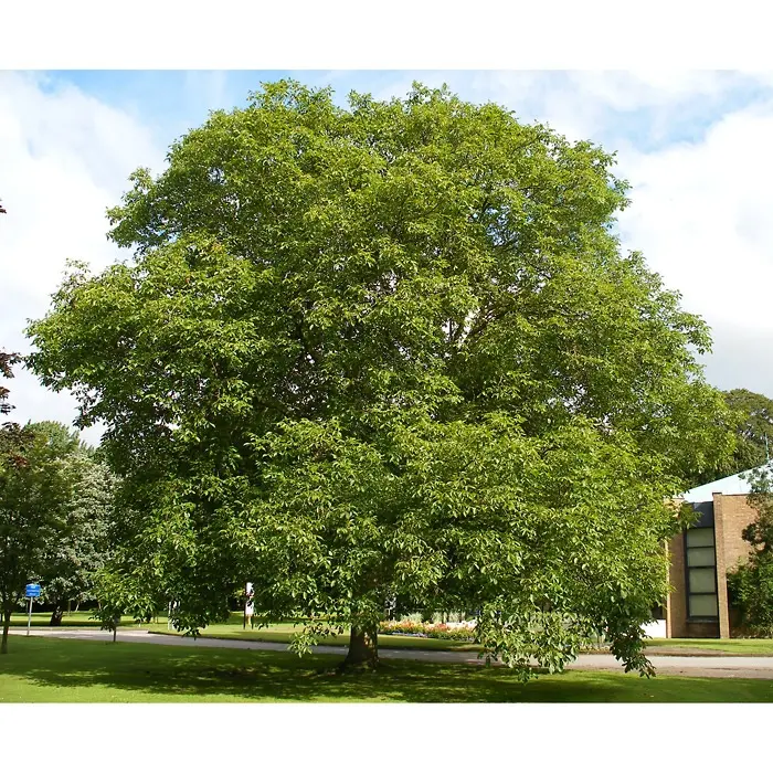 English Walnut Tree - 20/40cm (Bare Root) - Image 3