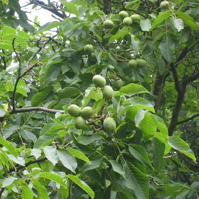 English Walnut Tree - 20/40cm (Bare Root) - Image 4