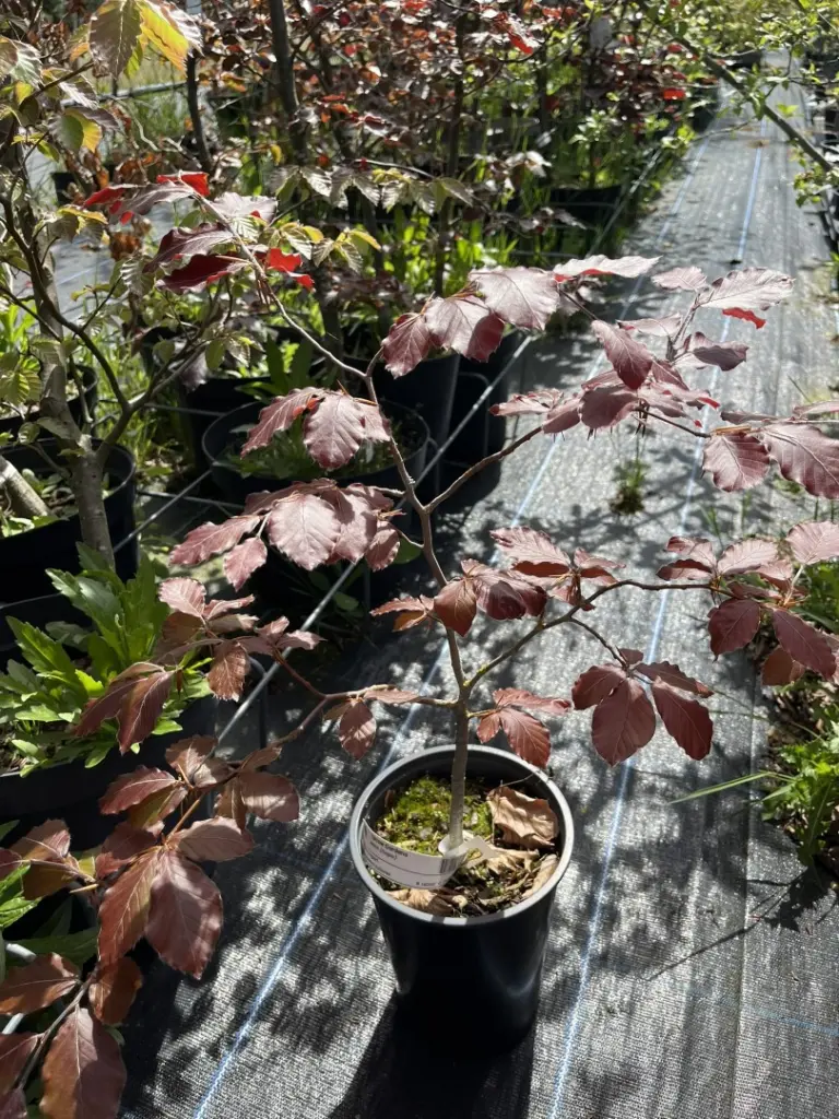 Fagus sylvatica - Purple Copper Beech Tree