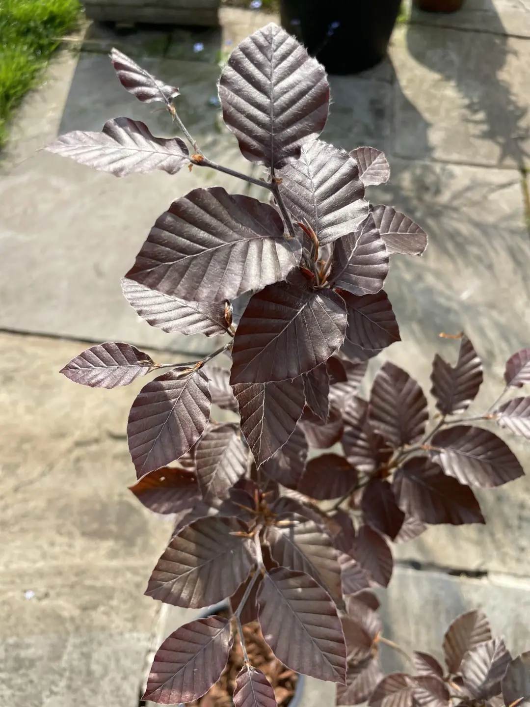 Purple / Copper Beech Tree 80/100cm (2L) - Image 9