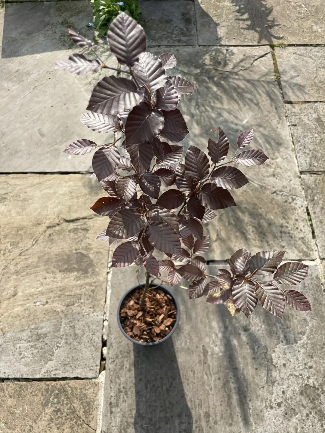 Purple / Copper Beech Tree 80/100cm (2L) - Image 10
