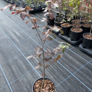 Fagus sylvatica purpurea (3)