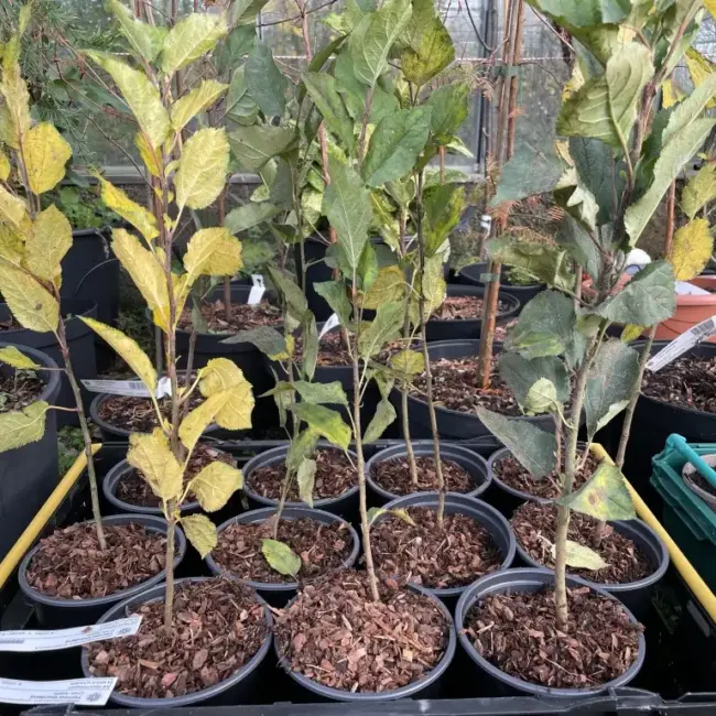 British Native Crab Apple 80/100cm (2L)