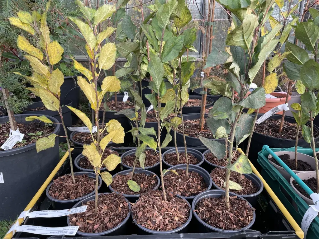 British Native Crab Apple 80/100cm (2L)