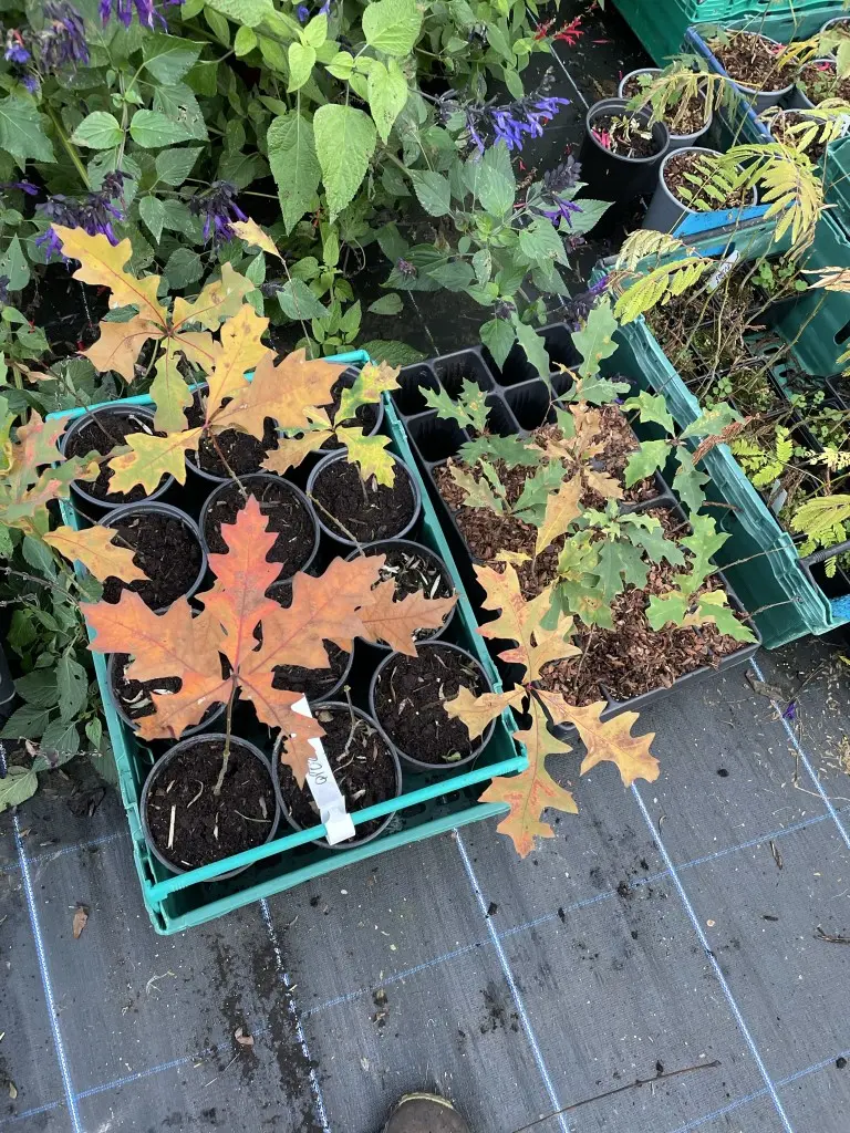Pin Oak - Quercus palustris