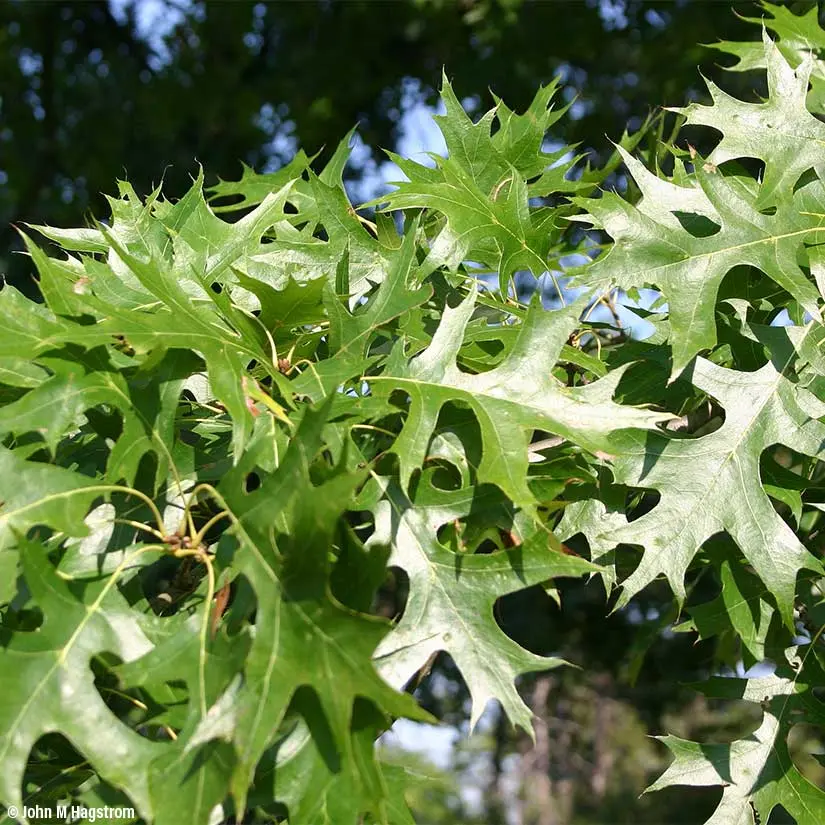 Pin Oak - Quercus palustris
