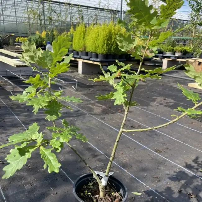 Quercus - English Oak Tree