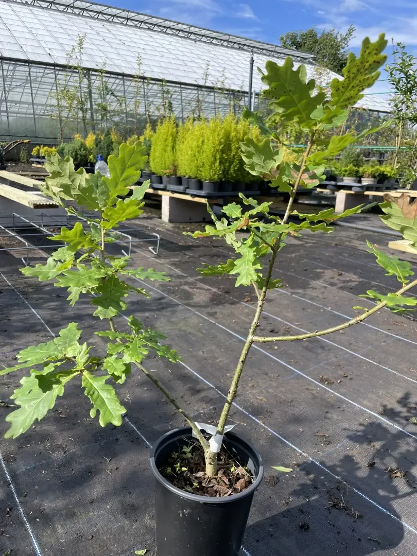 Quercus - English Oak Tree