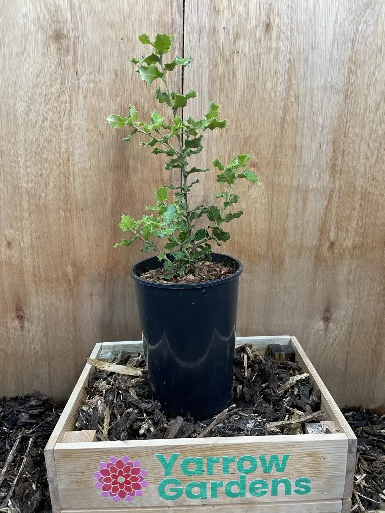 Holm Oak Tree - Quercus ilex