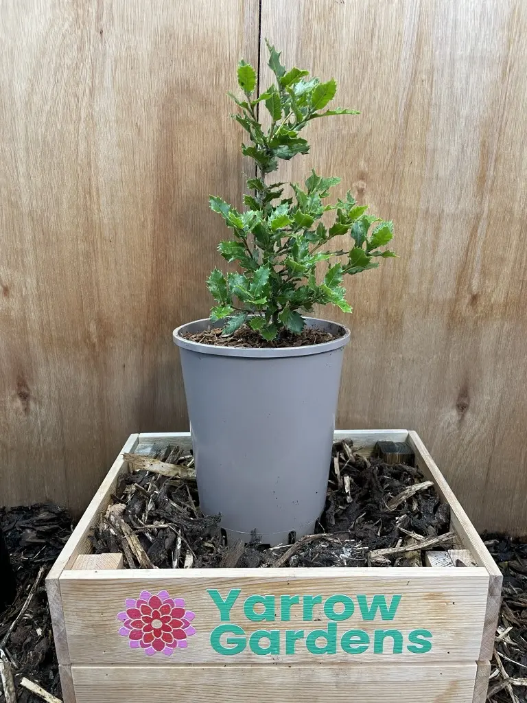 Holm Oak Tree - Quercus ilex