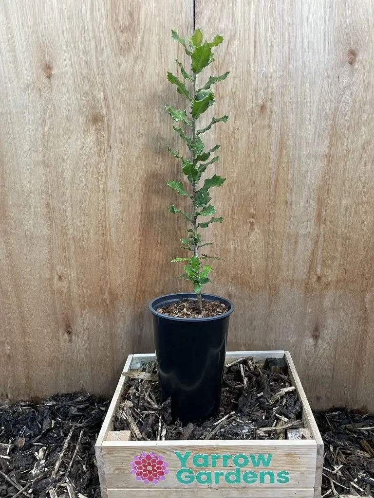 Holm Oak Tree - Quercus ilex