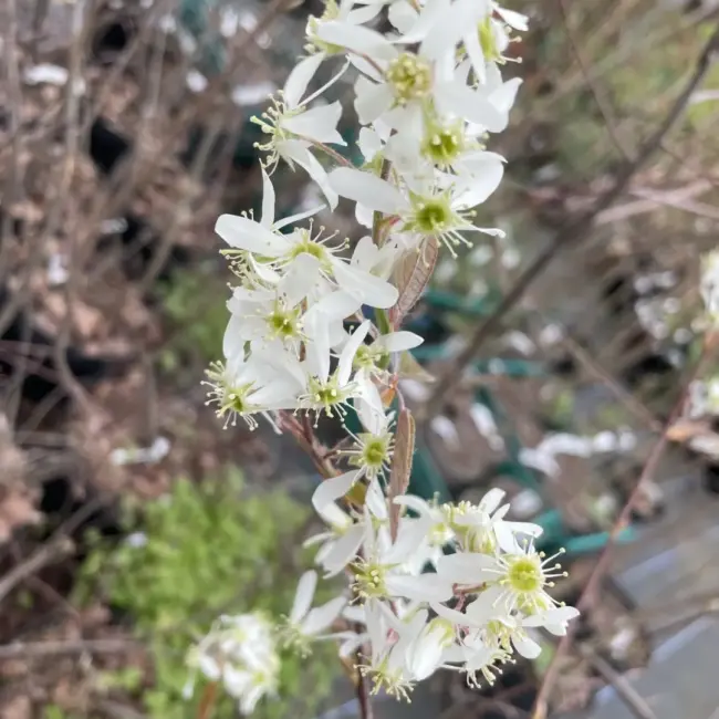 Snowy Mespilus
