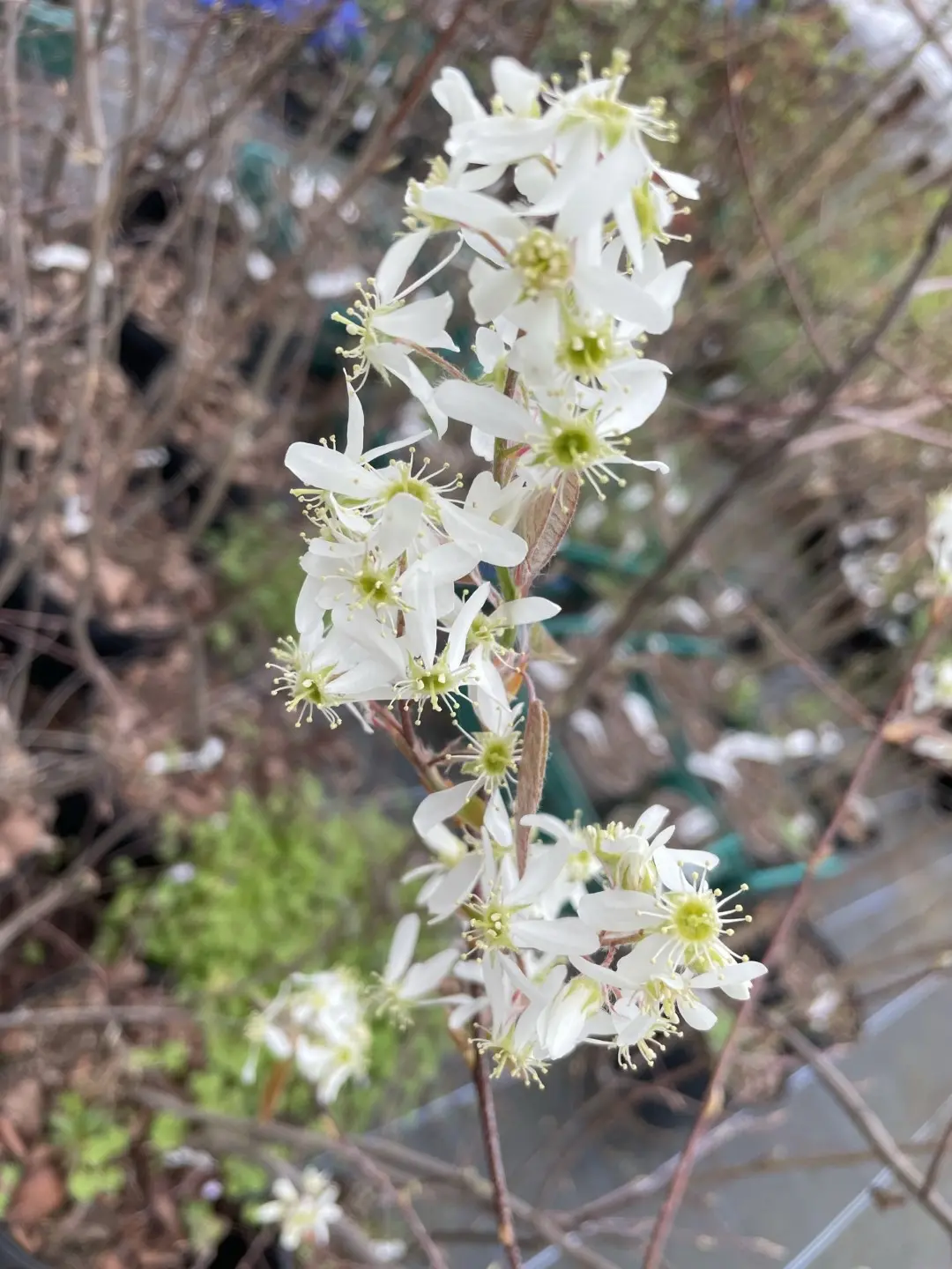 Snowy Mespilus