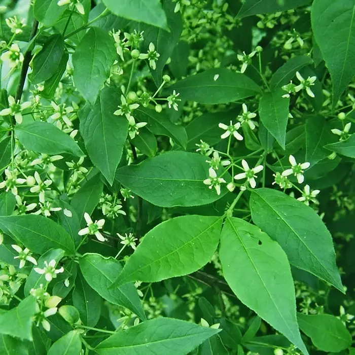 Euonymus europaeus