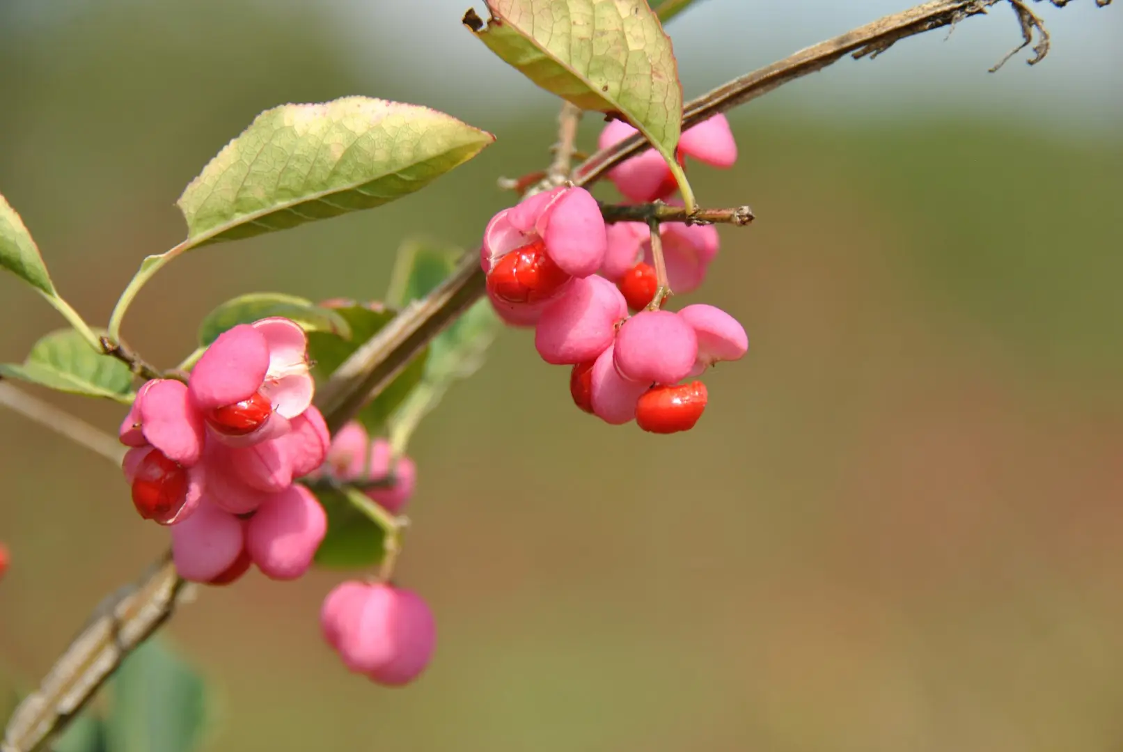 Euonymus europaeus