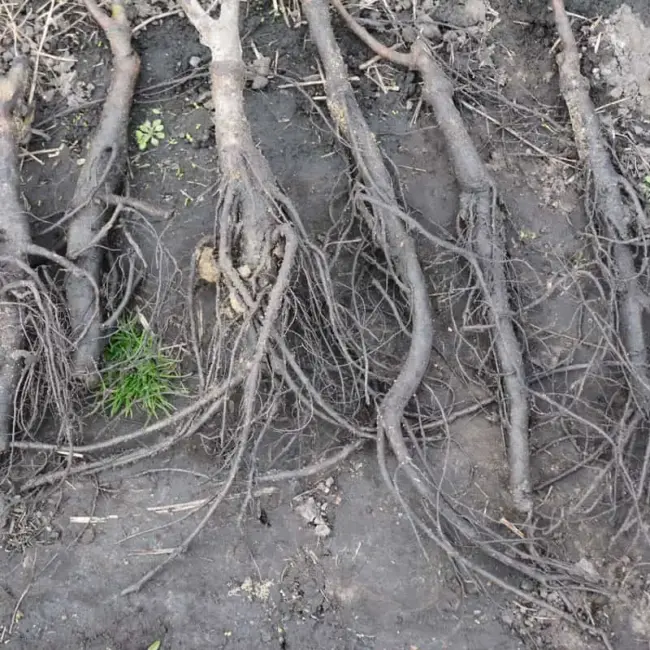 Bar Root English Walnut - Juglans regia