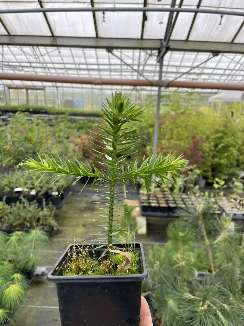 Araucaria arancana - Monkey Puzzle Tree