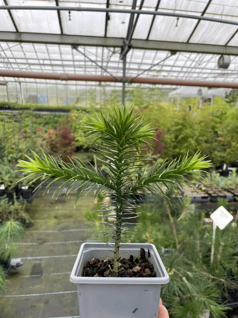 Araucaria arancana - Monkey Puzzle Tree
