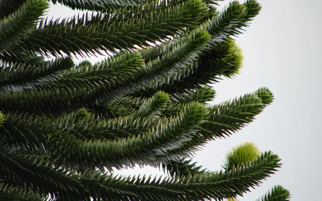 Monkey Puzzle Tree 10/20cm (1L) - Image 6