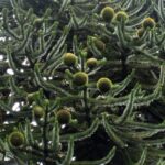 Araucaria araucana - Monkey Puzzle Tree