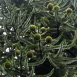 Araucaria araucana - Monkey Puzzle Tree