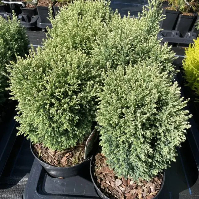 Lawson Cypress 'Snow White' (2L) - Image 7