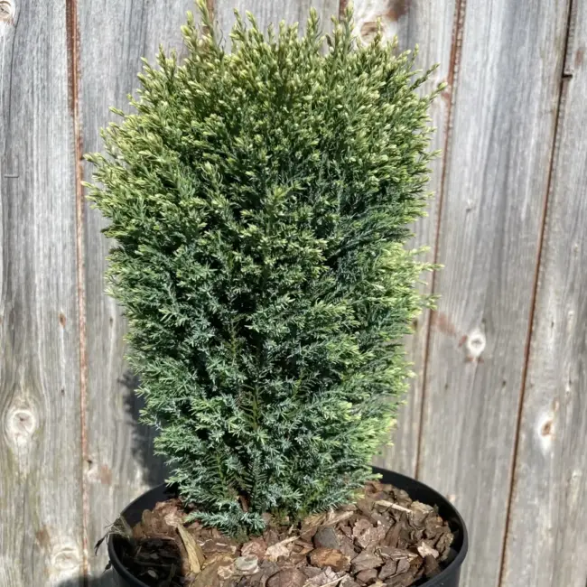 Lawson Cypress 'Snow White' (2L)