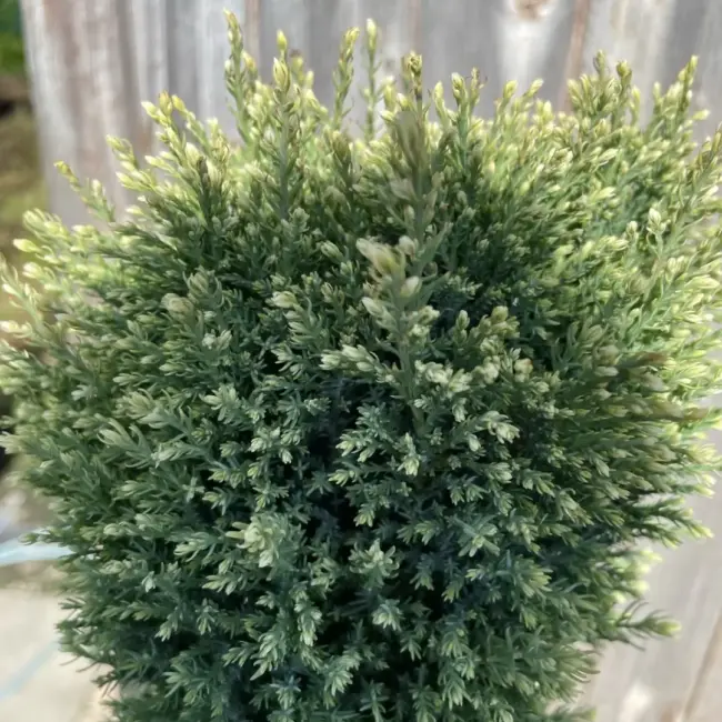 Lawson Cypress 'Snow White' (2L) - Image 4