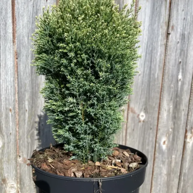 Lawson Cypress 'Snow White' (2L) - Image 6