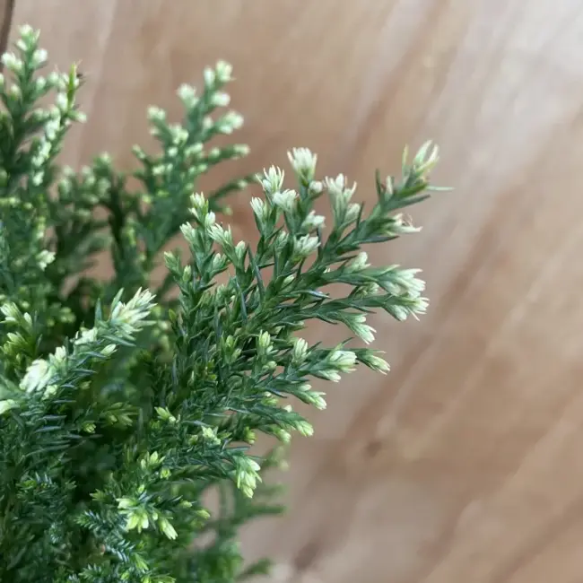 Lawson Cypress 'Snow White' (2L) - Image 3