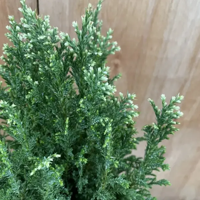 Lawson Cypress 'Snow White' (2L) - Image 2