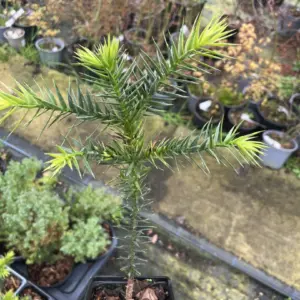 Monkey Puzzle Tree 10/20cm (P9)