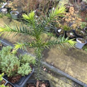 Monkey Puzzle Tree 10/20cm (P9)