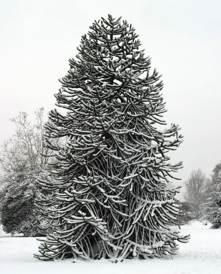 Monkey Puzzle Tree 10/20cm (1L) - Image 5