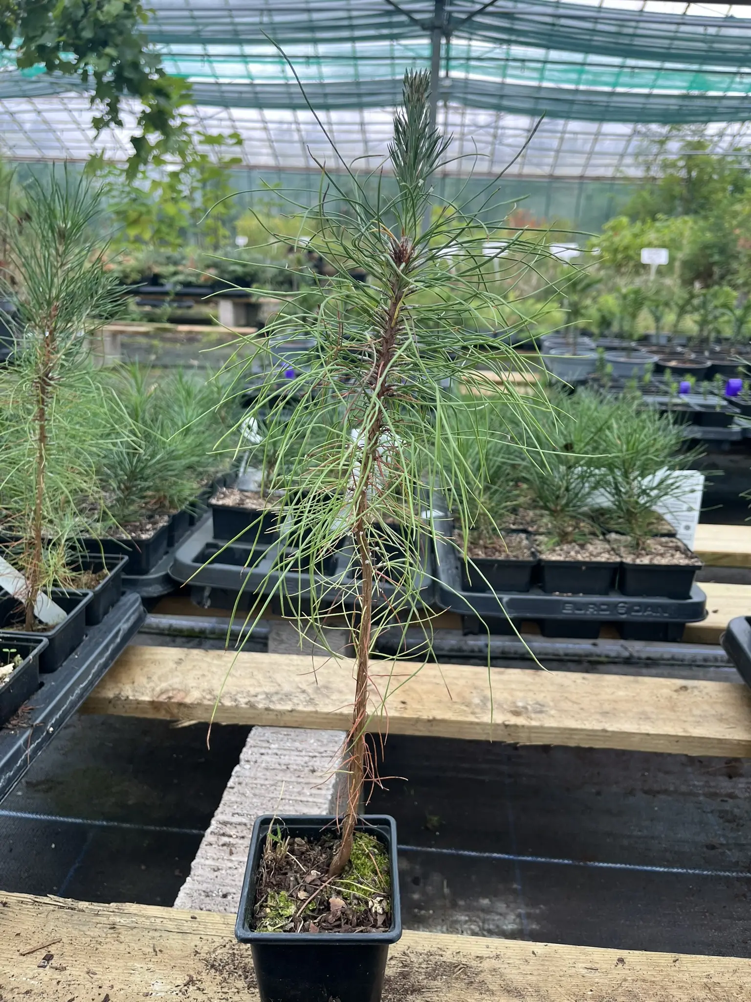 Pinus elliottii - Slash Pine