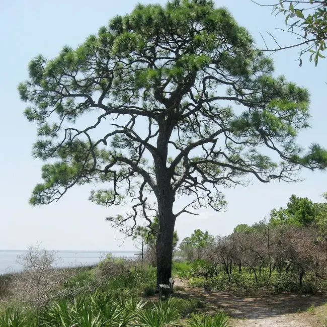 Pinus elliottii -  Slash Pine