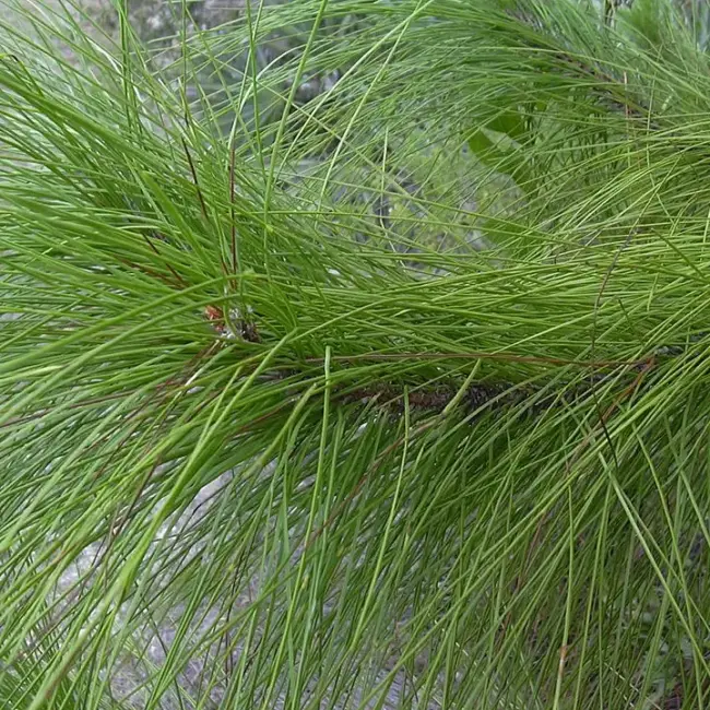 Slash Pine 80/100cm (2L) - Image 6