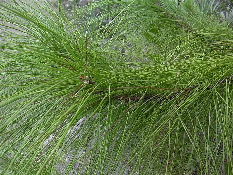 Slash Pine 40/60cm (2L) - Image 6