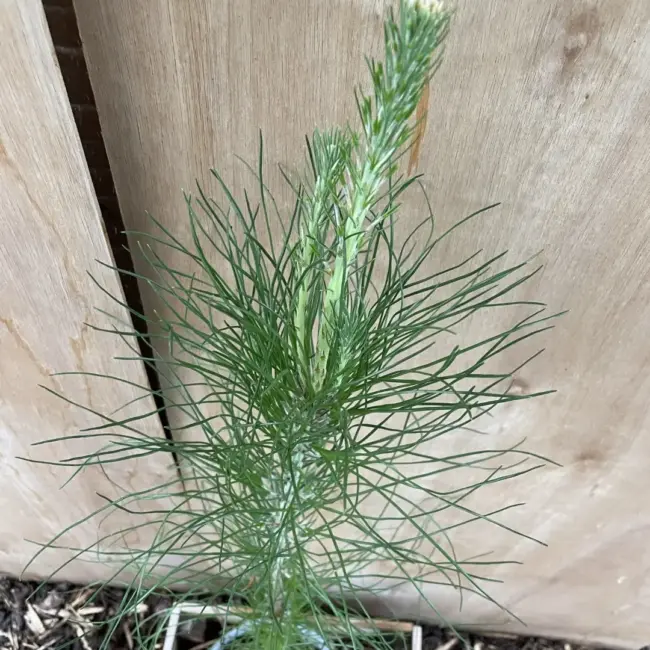 Slash Pine 80/100cm (2L) - Image 4