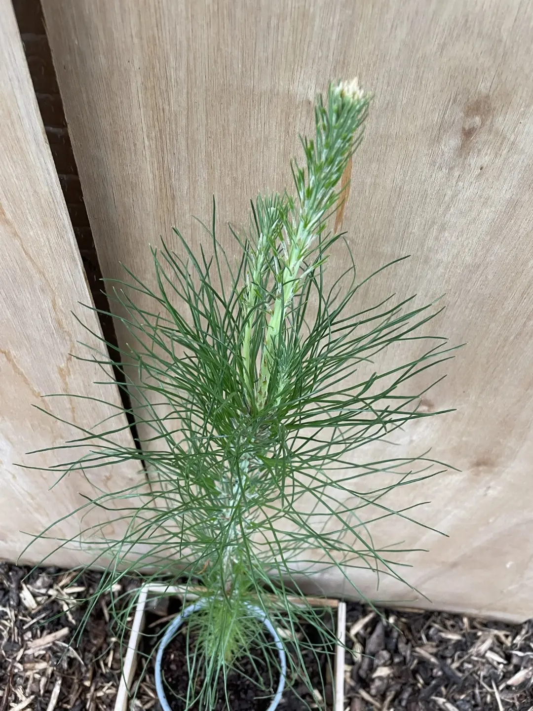 Slash Pine 40/60cm (2L) - Image 4
