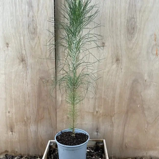 Slash Pine 80/100cm (2L)