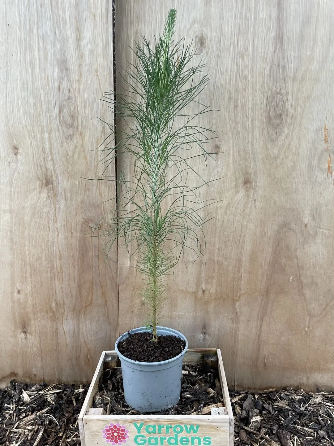 Slash Pine 40/60cm (2L)