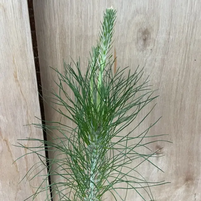 Slash Pine 80/100cm (2L) - Image 3