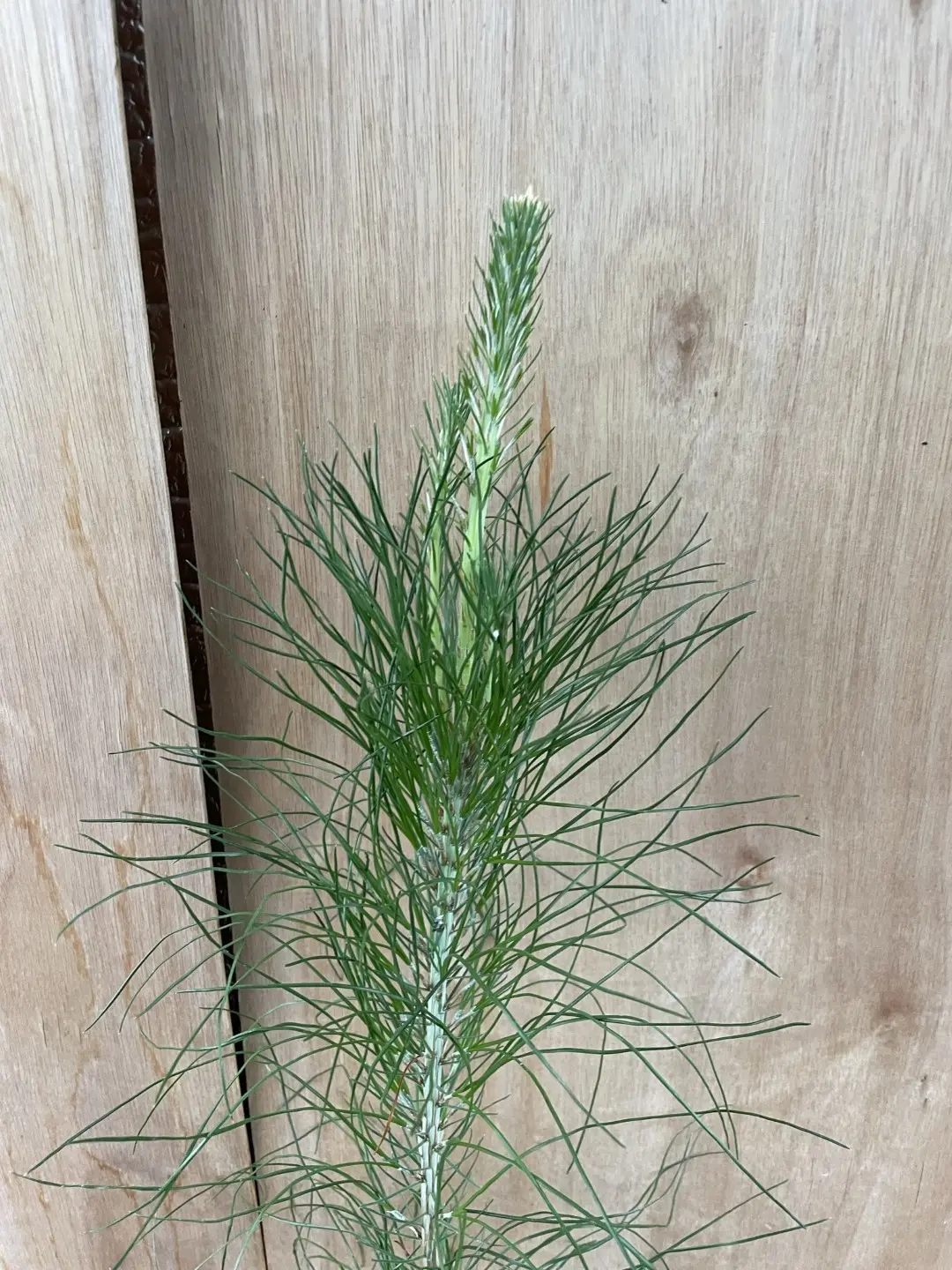 Slash Pine 40/60cm (2L) - Image 3