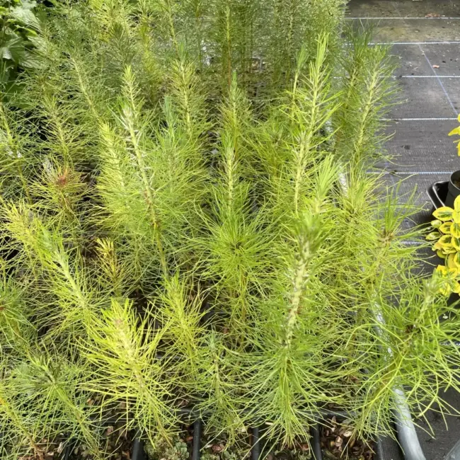 Slash Pine 20/40cm (P9) - Image 10