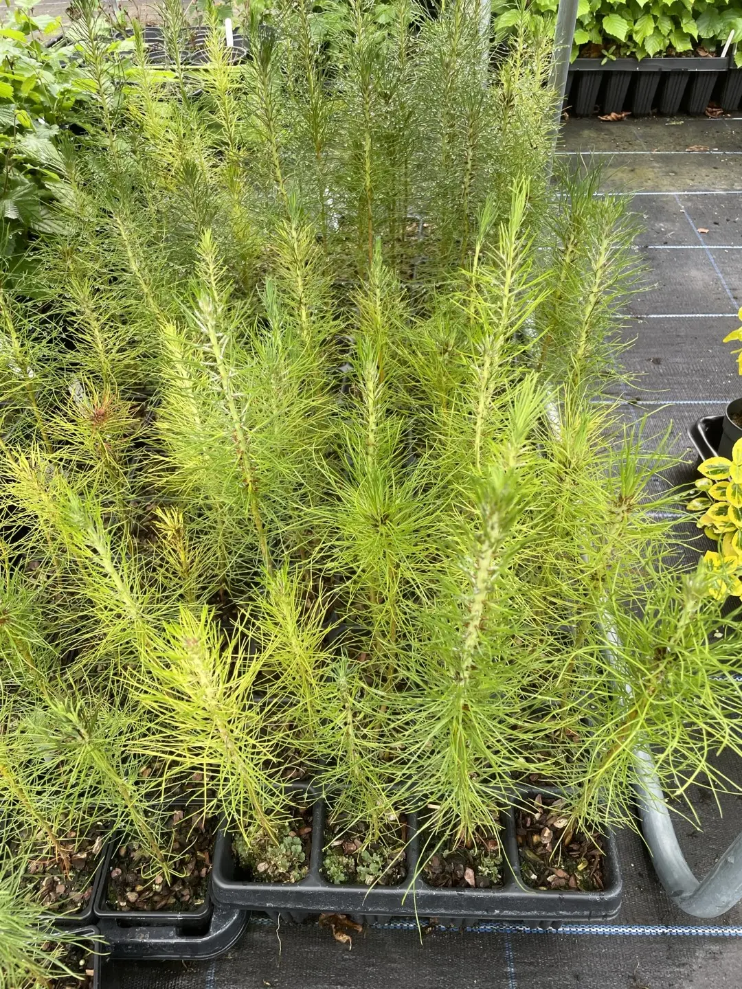 Slash Pine 20/40cm (P9) - Image 7