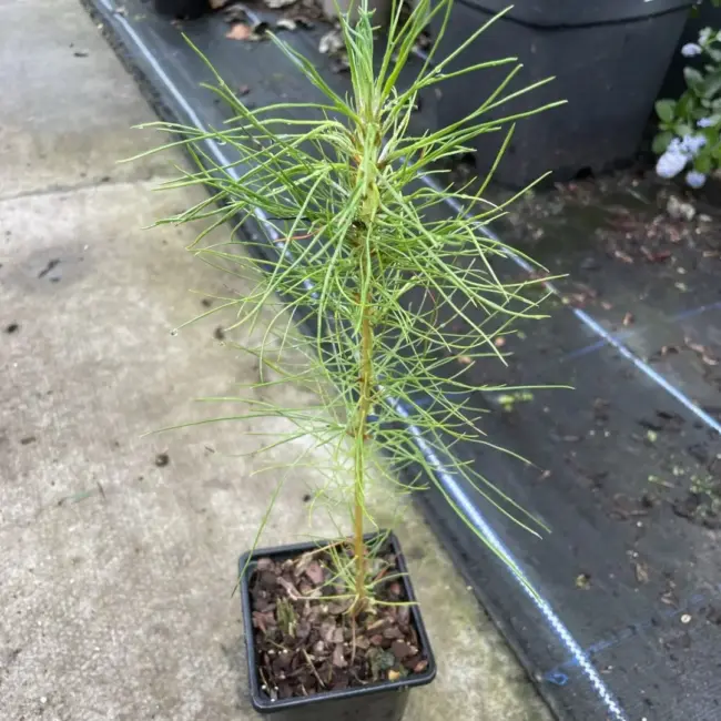 Slash Pine 20/40cm (P9) - Image 9
