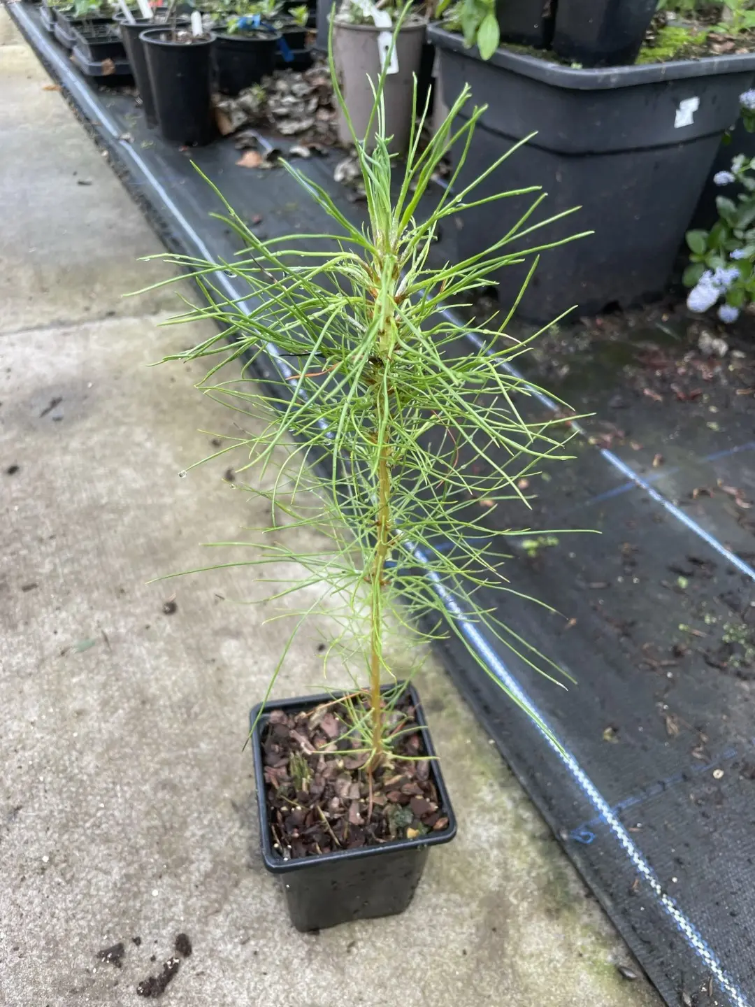 Slash Pine 20/40cm (P9) - Image 6