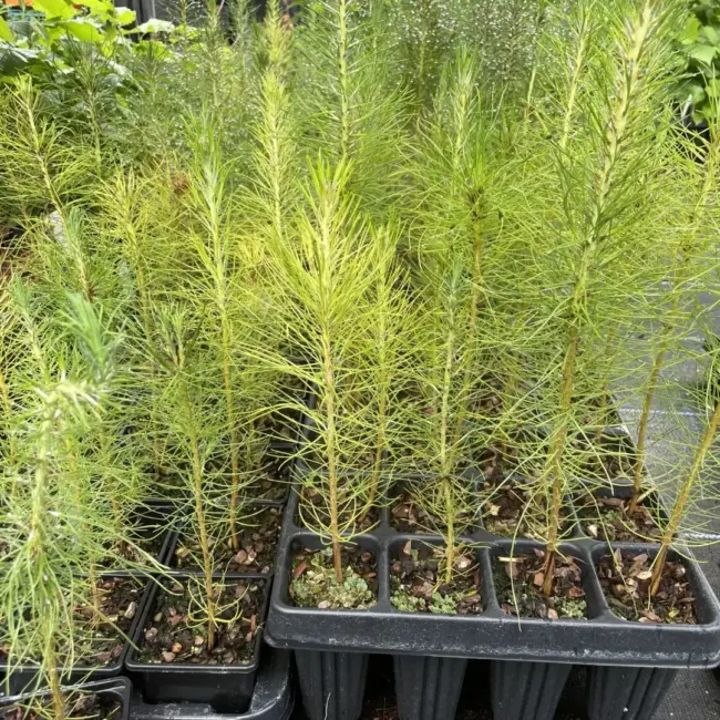 Slash Pine 20/40cm (P9) - Image 8