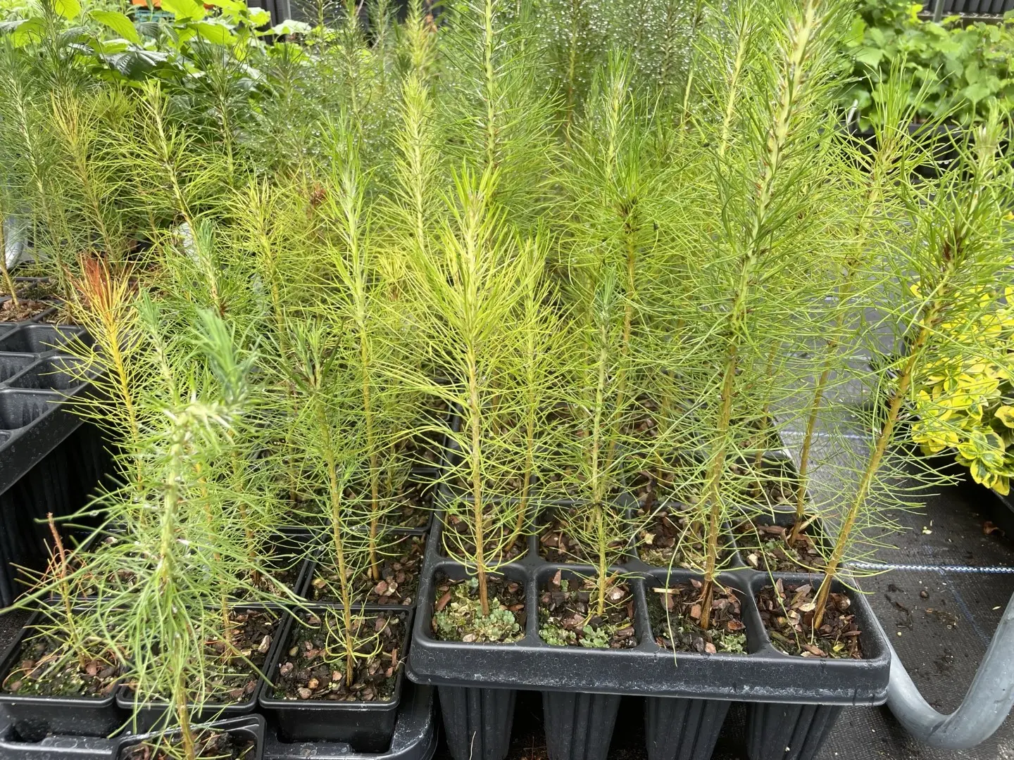 Slash Pine 20/40cm (P9) - Image 5